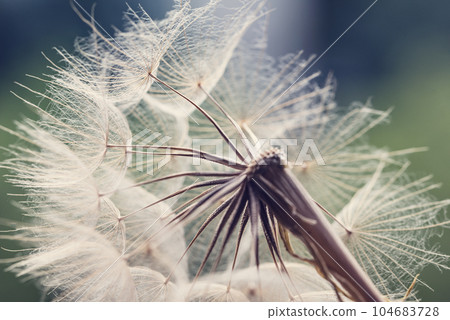 dandelion at sunset . Freedom to Wish. Dandelion silhouette fluffy flower on sunset sky. Seed macro closeup. Soft focus. Goodbye Summer. Hope and dreaming concept. Fragility. Springtime. 104683728