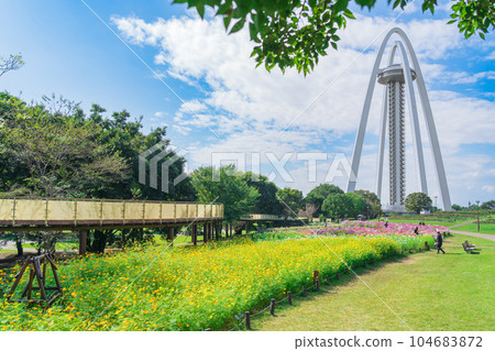 138 Tower Park, Cosmos in full bloom <Ichinomiya City, Aichi Prefecture> 104683872