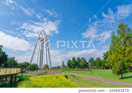 138 Tower Park 盛開的大波斯菊<愛知縣一宮市> 104683879