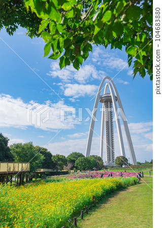 138 Tower Park 盛開的大波斯菊<愛知縣一宮市> 104683880