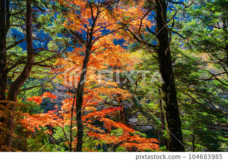 [Autumn material] Kinshu Kamikochi / trekking scenery [Nagano Prefecture] 104683985