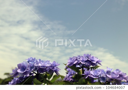 亞久里之丘繡球花 04 亞久里之丘繡球花 04 104684007