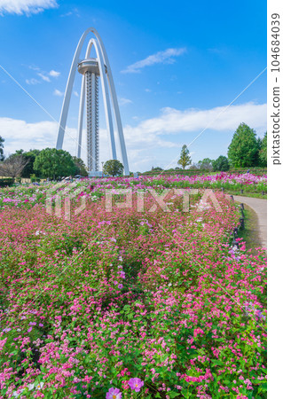 138 塔公園、波斯菊和紅蕎麥盛開<愛知縣一宮市> 104684039