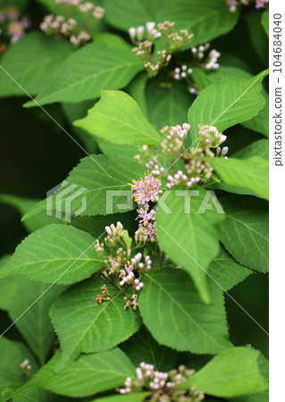 一朵素淨的紫色花朵綻放（使用微距鏡頭、室外自然光、特寫照片） 104684040