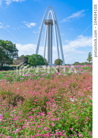 138 塔公園、波斯菊和紅蕎麥盛開<愛知縣一宮市> 138 塔公園、波斯菊和紅蕎麥盛開<愛知縣一宮市> 104684108