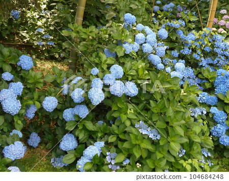 附近花園裡盛開的繡球花 附近花園裡盛開的繡球花 104684248