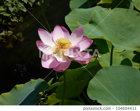 At Kannari Ancient Lotus Village in Tomioka City 104684411