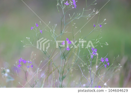forking larkspur forking larkspur 104684629