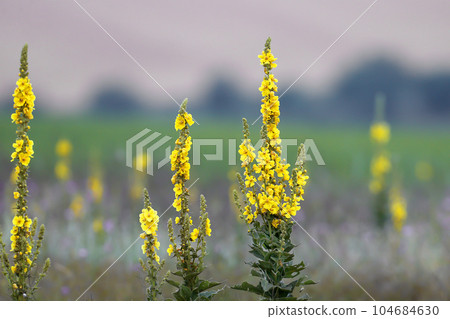 common mullein common mullein 104684630