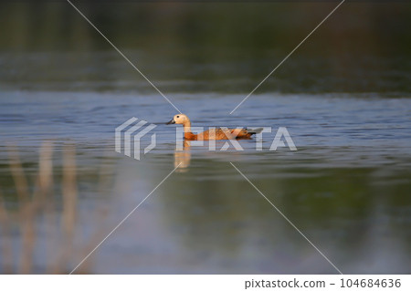 Varied ruddy shelduck (Tadorna ferruginea) 104684636