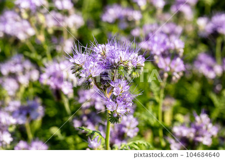 Lacy phacelia, blue tansy or purple tansy. Phacelia tanacetifolia Lacy phacelia, blue tansy or purple tansy. Phacelia tanacetifolia 104684640