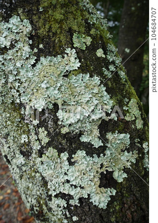 Lichen "Parmotrema tinctorum" that occurred on the trunk of cherry blossoms 104684707