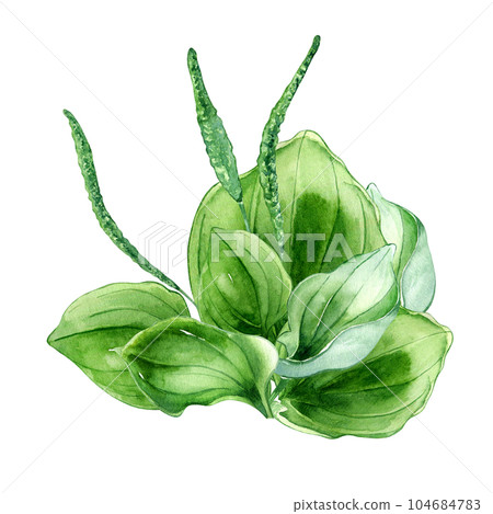 Plantago broadleaf medicinal plant watercolor illustration isolated on white background. Plantain, green leaves, useful herb, psyllium hand drawn. Design for label, package, postcard 104684783