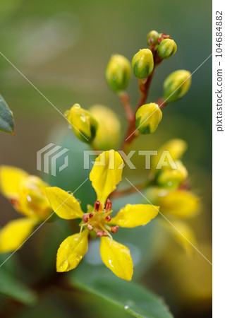 Yellow flower, Okuna Serlata (Mickey Mouse Plants, macro lens used, natural light, close-up photo) 104684882