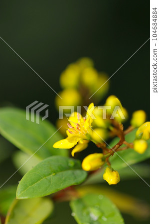 Bright yellow flowers of Okuna Serlata (Mickey Mouse Plants) (using macro lens, natural light, close-up photo) 104684884