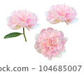 粉色牡丹花 104685007