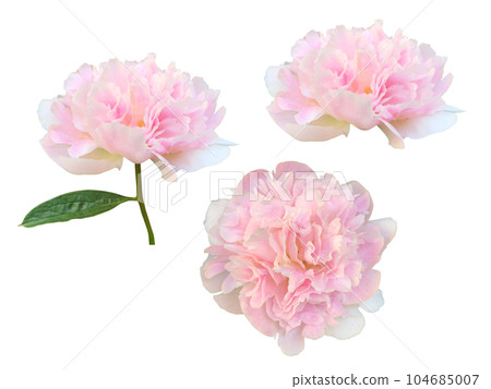 粉色牡丹花 粉色牡丹花 104685007