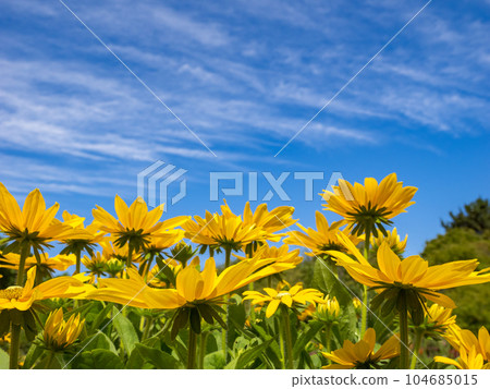 夏季藍天和金光菊 [Rudbeckia Sambechia Juliana] 104685015