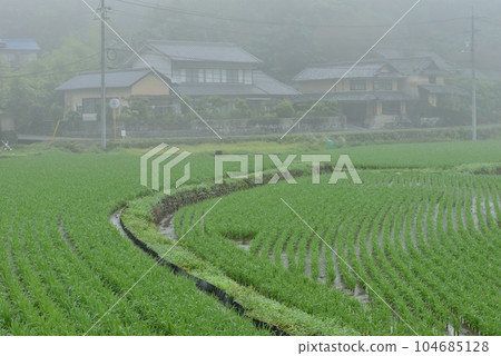 鄉村景觀 鄉村景觀 104685128