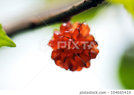 Orange paper mulberry close-up (using a macro lens, outdoor natural light, close-up photography) 104685410