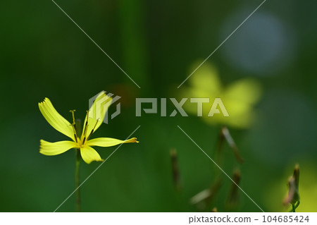 深綠色背景中尼加納的黃色花 深綠色背景中尼加納的黃色花 104685424