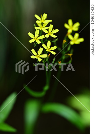 Yellow flowers of Nigana on a dark green background Yellow flowers of Nigana on a dark green background 104685426