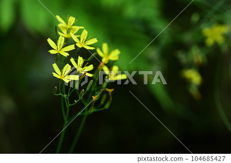 深綠色背景中尼加納的黃色花 104685427