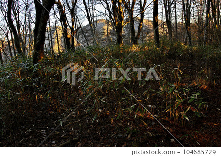 道志山脈岡吉澤之頭的樹林外,今倉山被晨曦染紅 道志山脈岡吉澤之頭的樹林外,今倉山被晨曦染紅 104685729