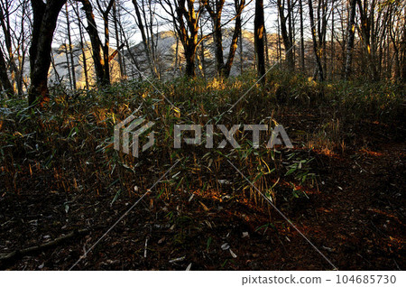 道志山脈岡吉澤之頭的樹林外,今倉山被晨曦染紅 道志山脈岡吉澤之頭的樹林外,今倉山被晨曦染紅 104685730
