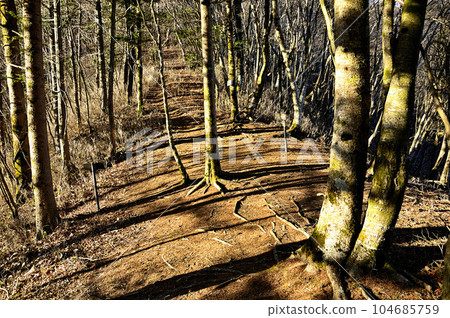 坂之合道志地塊禦正山東北山脊（城平平交界處） 104685759