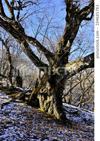 道志地塊的五星台山 森林中的大樹 初雪前後 道志地塊的五星台山 森林中的大樹 初雪前後 104685763