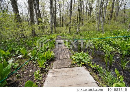 Togakushi, Nagano Prefecture: A small path on the outer circumference from the Zuishinmon gate on the approach to the Okusha Shrine of Togakushi Shrine to Kagami Pond May 15, 2023 Togakushi, Nagano Prefecture: A small path on the outer circumference from the Zuishinmon gate on the approach to the Okusha Shrine of Togakushi Shrine to Kagami Pond May 15, 2023 104685846