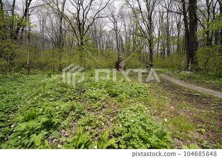 Togakushi, Nagano Prefecture: A small path on the outer circumference from the Zuishinmon gate on the approach to the Okusha Shrine of Togakushi Shrine to Kagami Pond May 15, 2023 104685848
