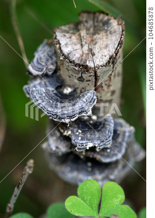 Blue-black Versicolor versicolor growing in large numbers on felled trees (using macro lens, outdoor natural light, close-up photo) 104685878