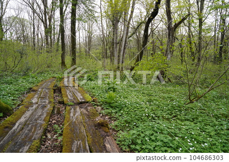 Togakushi, Nagano Prefecture, near the intersection of the lakeside promenade on the south side of Kagamiike and the outer path, a colony of nirinsou May 15, 2023 Togakushi, Nagano Prefecture, near the intersection of the lakeside promenade on the south side of Kagamiike and the outer path, a colony of nirinsou May 15, 2023 104686303