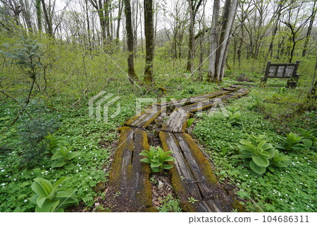 Togakushi, Nagano Prefecture, near the intersection of the lakeside promenade on the south side of Kagamiike and the outer path, a colony of nirinsou May 15, 2023 Togakushi, Nagano Prefecture, near the intersection of the lakeside promenade on the south side of Kagamiike and the outer path, a colony of nirinsou May 15, 2023 104686311