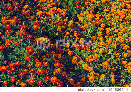 Spring summer bright orange red marigold carpet 104686944