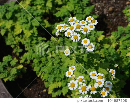 小白菊 104687308