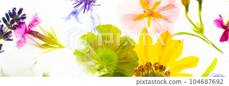 Background of frozen flowers in ice 104687692
