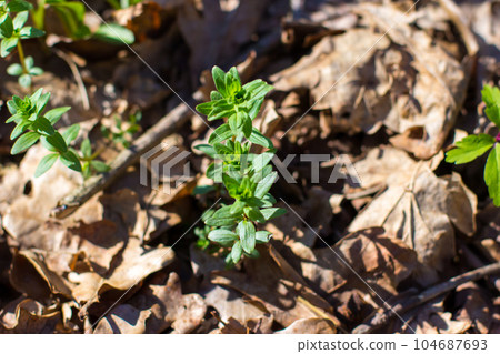 Spring forest landscape with fresh grass and windflowers outdoors 104687693