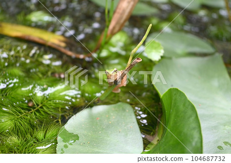 A tree frog caught on a horsetail 104687732