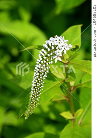 珍珠菜(Oka Toranoo) 珍珠菜(Oka Toranoo) 104688105