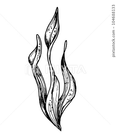 Vector Seaweed illustration. Hand drawn drawing of Algae in outline style painted by black inks on white isolated background. Line art of underwater laminaria. Engraving of marine plant for cosmetics. 104688133