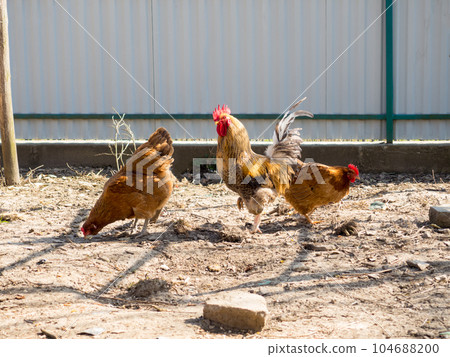 chickens in the yard 104688200
