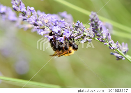 Carpenter bee Carpenter bee 104688257