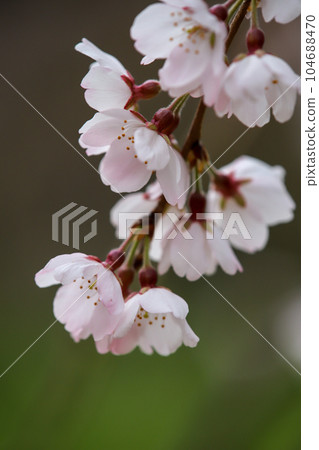 京都御苑的Itozakura 104688470