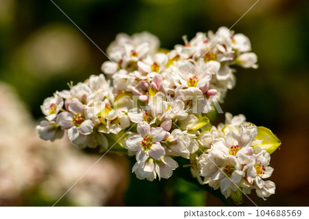 Buckwheat macro with white flowers. Fagopyrum esculentum 104688569
