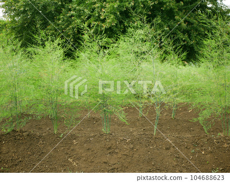 Asparagus farm blooming close-up vegetable bio flower blossom Asparagus officinalis soil garden sparrow grass bloom harvest farmer farming fresh agricultural farm harvesting leaf food plant Europe 104688623