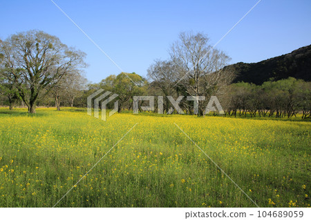高知縣四萬十市 四萬十川油菜花林 104689059