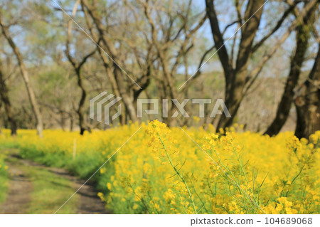 高知縣四萬十市 四萬十川油菜花林 104689068
